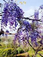 un' viola fiore è sospeso a partire dal un' albero foto