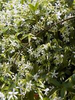 un' cespuglio con bianca fiori e verde le foglie foto