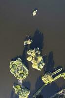 aereo Visualizza di il dettagli di lago massaciuccoli foto