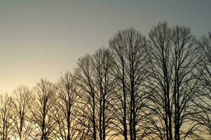 un' linea di alberi foto