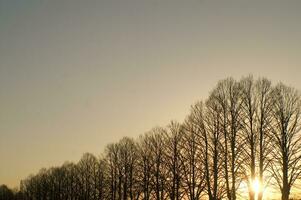 un' linea di alberi foto