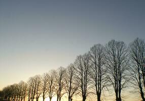 un' linea di alberi foto