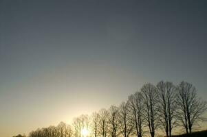 un' linea di alberi foto