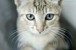 un' vicino su di un' gatto guardare a il telecamera foto