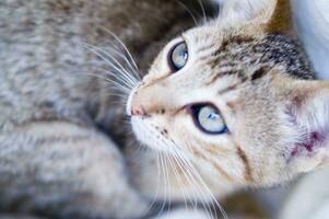 un' vicino su di un' gatto guardare a il telecamera foto