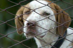 un' cane è guardare attraverso un' catena collegamento recinto foto