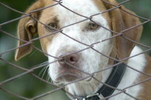 un' cane è guardare attraverso un' catena collegamento recinto foto