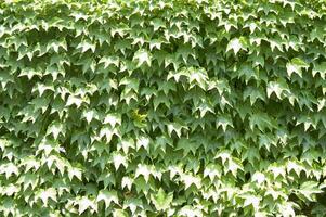 un' parete coperto nel verde le foglie foto