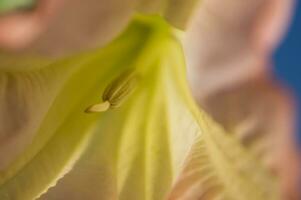 un' vicino su di un' pianta con un' rosso fiore foto