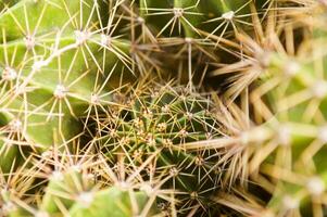 un' vicino su di un' cactus pianta con picchi foto