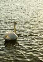 un' bianca cigno nuoto nel un' lago foto