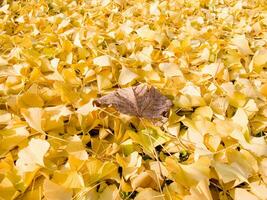 un' grande mucchio di giallo le foglie foto