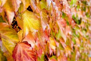 autunno le foglie su un' parete foto