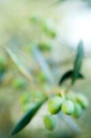 un' vicino su di verde olive su un' albero foto