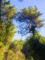 dettagli di un' pino foresta nel il mediterraneo la zona foto