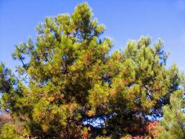 dettagli di un' pino foresta nel il mediterraneo la zona foto