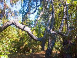 dettagli di un' pino foresta nel il mediterraneo la zona foto