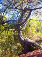 dettagli di un' pino foresta nel il mediterraneo la zona foto