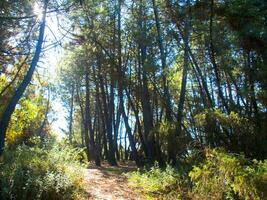 dettagli di un' pino foresta nel il mediterraneo la zona foto