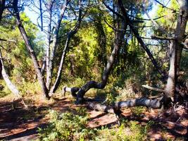 dettagli di un' pino foresta nel il mediterraneo la zona foto