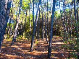 dettagli di un' pino foresta nel il mediterraneo la zona foto