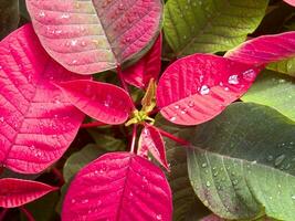 il intensivo coltivazione di il poinsettia foto