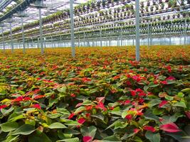 il intensivo coltivazione di il poinsettia foto