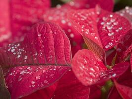 il intensivo coltivazione di il poinsettia foto