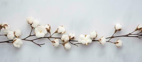 cotone ramo su bianca sfondo. delicato bianca cotone fiori. leggero cotone sfondo, piatto foto