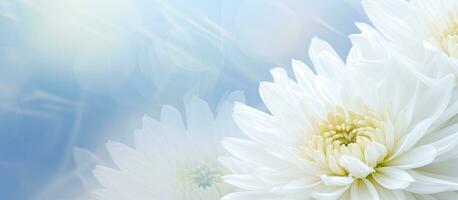 un' sfocato sfondo con un' bianca crisantemo. testo spazio a disposizione. foto