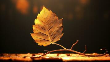 marcio foglia di autunno con controluce foto