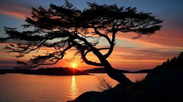 corbezzolo albero wallace isola golfo isole Britannico columbia Canada con ambientazione sole dietro a foto