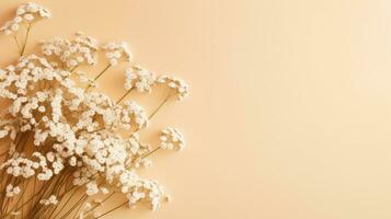 piatto beige gypsophila fiore modello per testo Messaggio minimalista orizzontale lungo sfondo foto