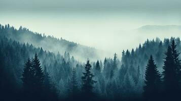 abete foresta su montagna versante con nebbioso nebbia e colore tonificante foto