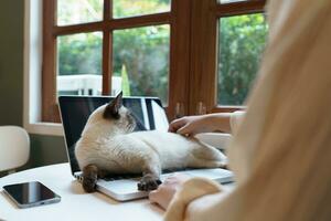 donna Lavorando a partire dal casa con gatto. gatto addormentato su il il computer portatile tastiera del computer. assistente gatto Lavorando a il computer portatile foto