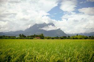 verde terrazzato riso campo. riso è in crescita nel il campo sfondo. foto