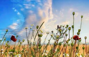 bellissimo panorama di colture agricole e campi di grano in una giornata di sole in estate foto