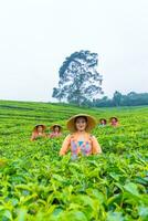 un' gruppo di tè raccoglitori in piedi nel il mezzo di un' tè giardino a opera foto