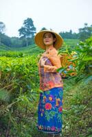 un indonesiano donna Lavorando come un' tè piantagione contadino indossare un arancia camicia foto