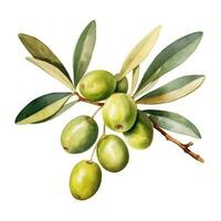 oliva ramo isolato foto