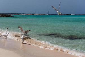 gabbiano la costa di ses illetes spiaggia a formentera isole baleari in spagna. foto