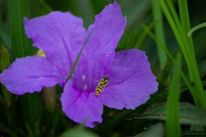 lebah o ape o apoidi è arroccato su un' viola rosa foto