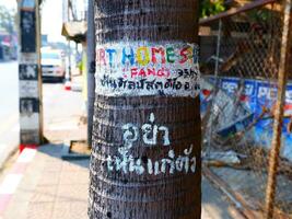 inseguire mai, Tailandia, 2023 - informazione su albero sotto giorno foto