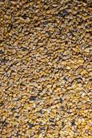 consistenza del mais per l'alimentazione degli animali da fattoria foto