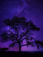 un' maestoso albero staglia contro un' fondale di il vasto notte cielo pieno con stelle ai generato foto