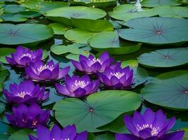 Due viola fiori di loto galleggiante nel un' stagno con verde le foglie ai generato foto