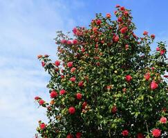 incredibile bellissimo rosso camelia - camelia giapponese, conosciuto come Comune camelia o giapponese camelia. foto