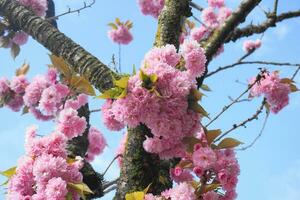 appariscente e luminosa prunus kanzan giapponese fioritura ciliegia Doppio strato fiori avvicinamento. sakura fiore. giapponese ciliegia fiore. foto