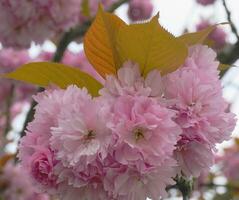 appariscente e luminosa prunus kanzan giapponese fioritura ciliegia Doppio strato fiori avvicinamento. sakura fiore. giapponese ciliegia fiore. foto