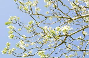 bellissimo bianca jacaranda mimosifolia fiore a un' botanico giardino con blu cielo sfondo. foto